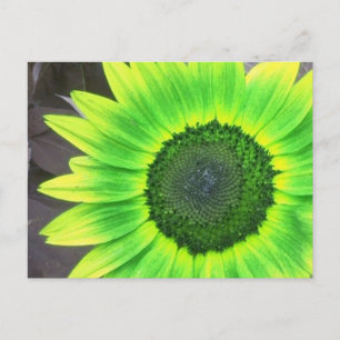 Cartão Postal Girassol Amarelo e Verde