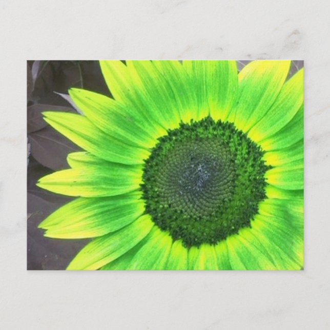 Cartão Postal Girassol Amarelo e Verde  (Frente)