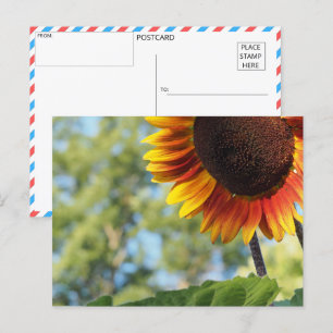 Cartão Postal Girassol de Verão vibrante