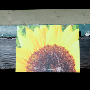 Cartão Postal Girassol Ensolarado