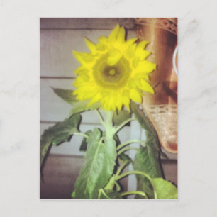 Cartão Postal #girassol na floração