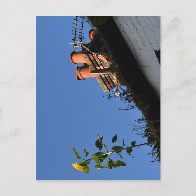 Cartão Postal Girassol no telhado. (Frente)