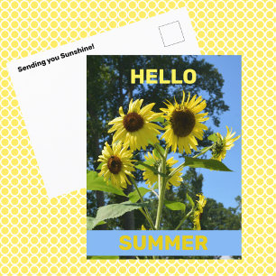 Cartão Postal Girassol Olá Verão Floral Fotográfico