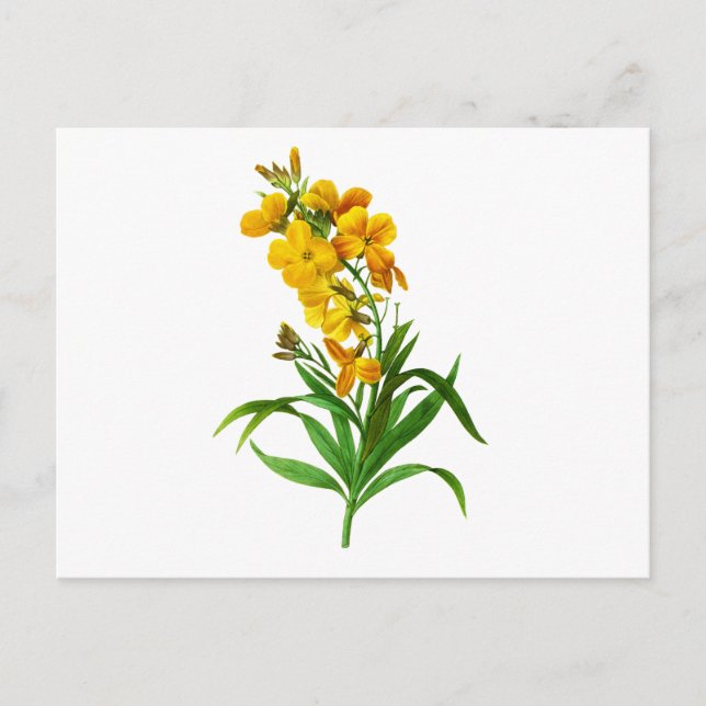 Cartão Postal Giroflee Jaune por Pierre Joseph Redoute (Frente)