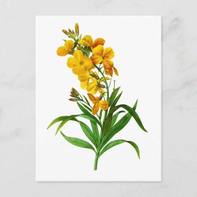 Cartão Postal Giroflee Jaune por Pierre Joseph Redoute (Frente)