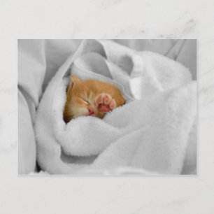 Cartão Postal Gizmo