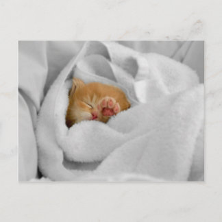 Cartão Postal Gizmo