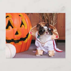 Cartão Postal Gizmo - Chihuahua - Thomas