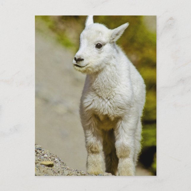 Cartão Postal Glacier National Park, Montana, EUA, Mountain (Frente)