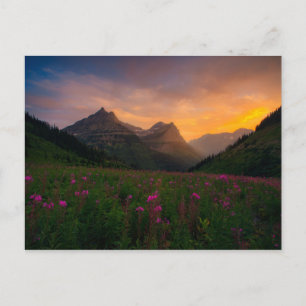 Cartão Postal Glacier Wildflowers