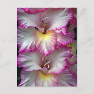 Cartão Postal Gladiola floral Beaual           