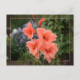 Cartão Postal Gladiolus