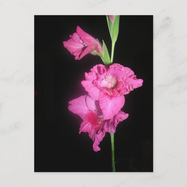 Cartão Postal Gladiolus Bizantino (Frente)