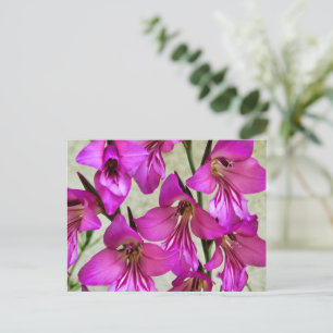 Cartão Postal Gladiolus bizantino
