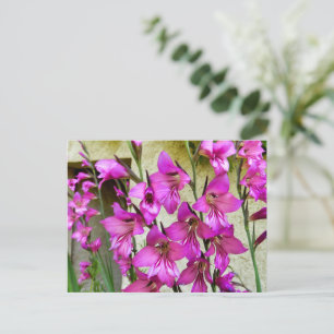 Cartão Postal Gladiolus bizantino
