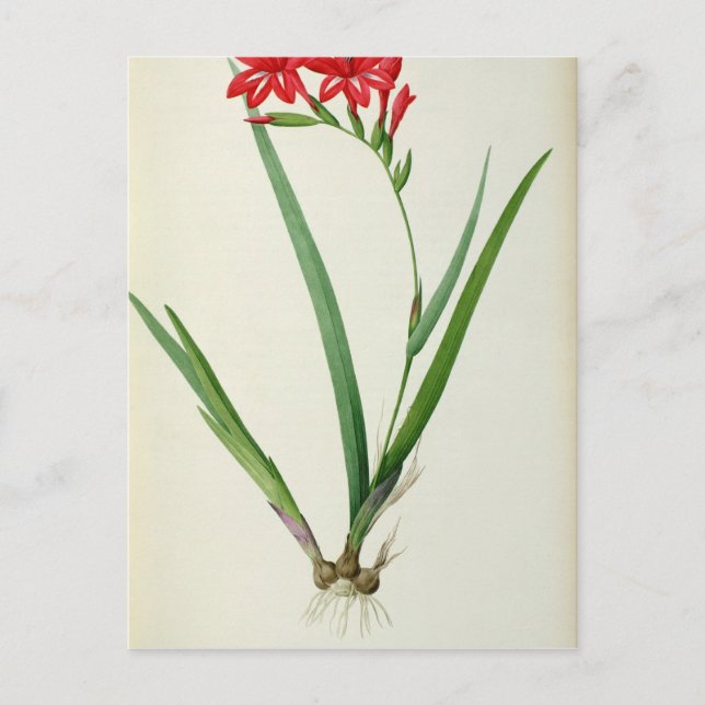 Cartão Postal Gladiolus Cardinalis, de Les Liliacees, 1805 (Frente)
