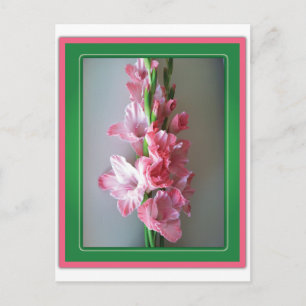 Cartão Postal Gladiolus Rosa