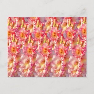 Cartão Postal Gladiolus Rosa