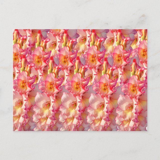 Cartão Postal Gladiolus Rosa (Frente)