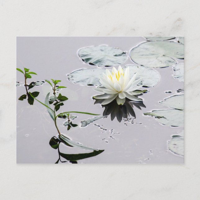 Cartão Postal Glassy Water Lily (Frente)
