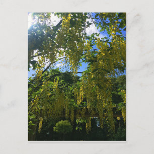 Cartão Postal Glicínia Amarela