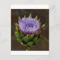 Globe Artichoke, Cynara Cardunculus, em flor.