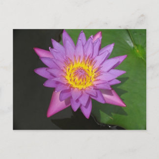 Cartão Postal Glória Blooming