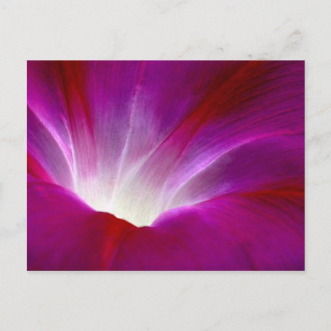 Cartão Postal Glória da Manhã (2) (Frente)