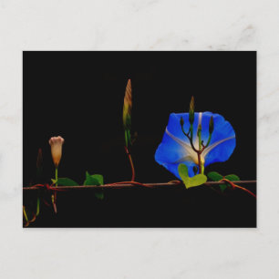 Cartão Postal glória da manhã azul