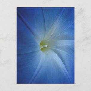 Cartão Postal Glória-da-manhã Heavenly Blue Close-Up