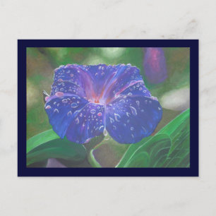 Cartão Postal Glória-da-Manhã (Ipomoea Purpurea) Pétalas e Orval