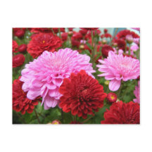 Glória da manhã pacífica