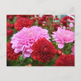 Cartão Postal Glória da manhã pacífica