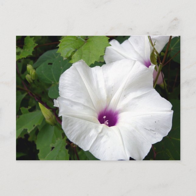 Cartão Postal Glória da Manhã Selvagem - 2010 (Frente)