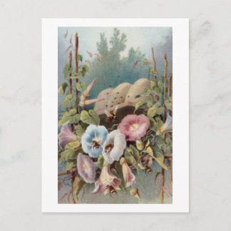 Cartão Postal Glórias da Manhã