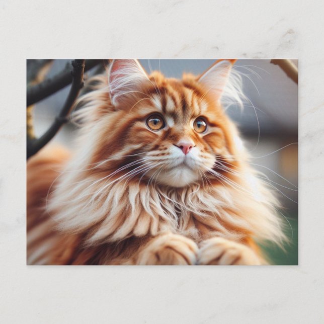 Cartão Postal Glorioso Maine Coon (Frente)