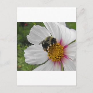 Cartão Postal Glory Bee