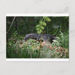 CARTÃO POSTAL GOANNA EUNGELLA NATIONAL PARK QUEENSLAND AUSTRÁLI