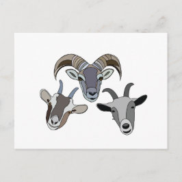 Cartão Postal Goat Animal Funny Goat