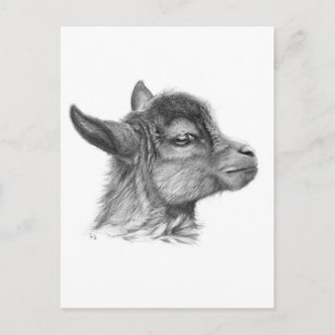 Cartão Postal Goat Baby G099