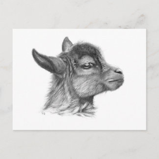 Cartão Postal Goat Baby G099