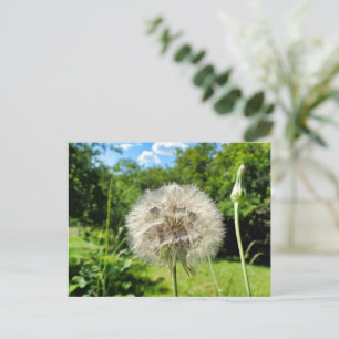 Cartão Postal Goatsbeard Wildflower