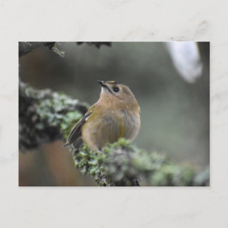 Cartão Postal Goldcrest