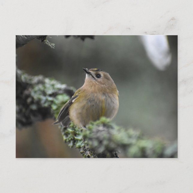 Cartão Postal Goldcrest (Frente)
