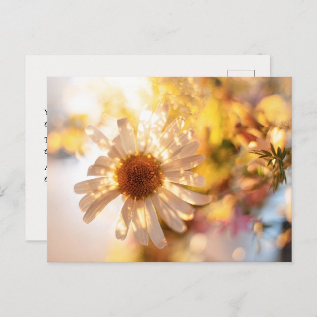Cartão Postal Golden daisy with universal spiritual message (Frente/Verso)