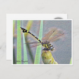 Cartão Postal Golden Flangetail