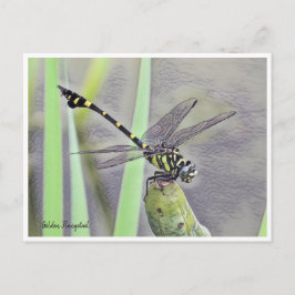 Cartão Postal Golden Flangetail