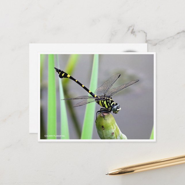 Cartão Postal Golden Flangetail ポストカード (Frente/Verso In Situ)