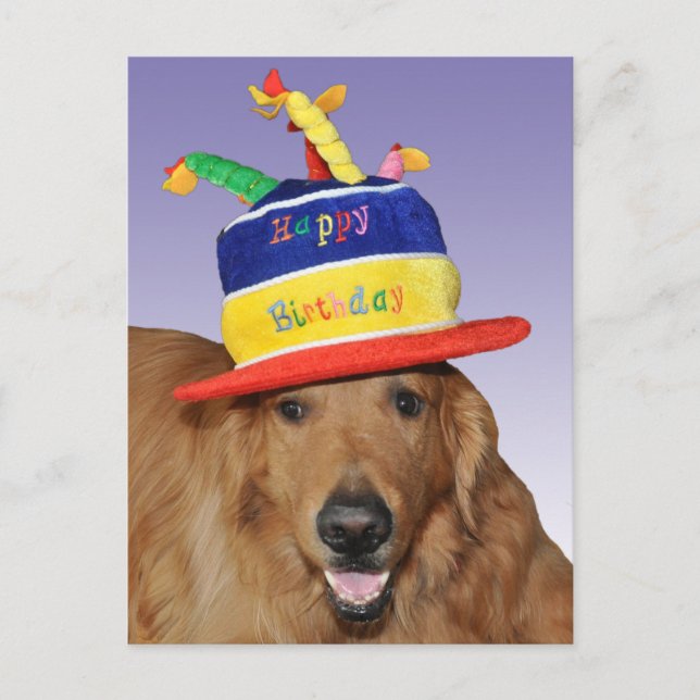 Cartão Postal Golden Retriever birthday cake hat postcard (Frente)