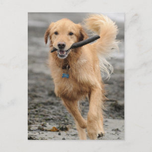 Cartão Postal Golden Retriever Correndo Com Pau Na Boca